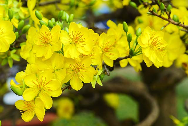Top 20 hình ảnh hoa mai vàng đẹp nhất cho ngày Tết truyền thống